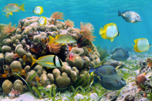 Caribbean yacht charter snorkeling and diving