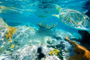 St. John sea turtle conservation