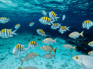 bvi-sealife